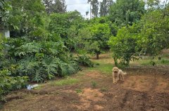 בני בוטניקס 10