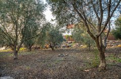 וילה החרוב 23