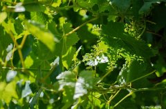 וילה אחוזת נתיב 39