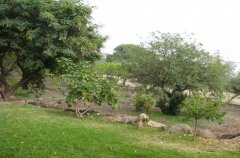 הוילה באלמגור 40