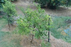 הוילה באלמגור 48