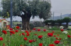 וילה מגדל 36