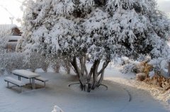 אצלנו בחצר 38