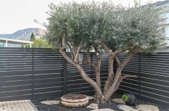 מגדל דרים 52