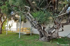 וילה צוקי ים 44