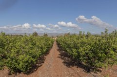 וילה גרין ספייס 84